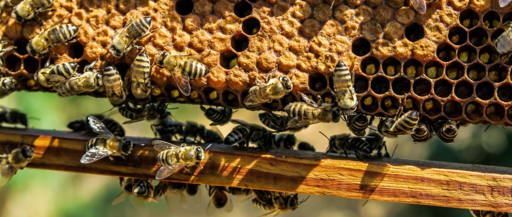 Beehive organizational Model
